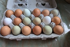 Selling with In-person Payment: Mixed chicken eggs in Haverhill 