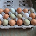 Selling with In-person Payment: Mixed chicken eggs in Haverhill 
