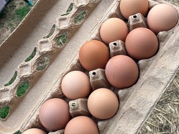 Selling with online payment: Backyard eggs in Franklin