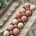 Selling with online payment: Backyard eggs in Franklin