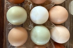 Selling with In-person Payment: Farm fresh eggs 
