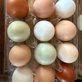 Selling with In-person Payment: Farm fresh eggs 