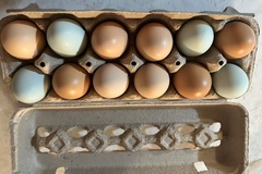 Selling with online payment: Fresh Eggs
