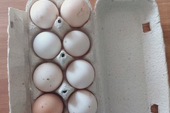Selling with online payment: Fresh Chicken Eggs