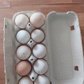 Selling with online payment: Fresh Chicken Eggs