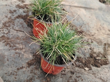 Vente: Fétuque bleu 