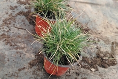 Sales: Fétuque bleu 