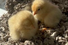 Selling with online payment: Farm fresh eggs 