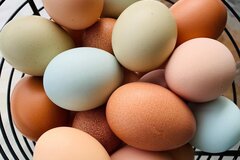 Selling with In-person Payment:    Fresh rainbow chicken eggs, dozen   