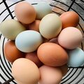 Selling with In-person Payment:    Fresh rainbow chicken eggs, dozen   