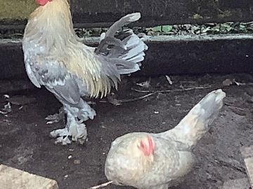 Selling with online payment: 10+ rare porcelain Sabelpoot eggs