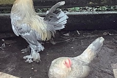 Selling with online payment: 10+ rare porcelain Sabelpoot eggs