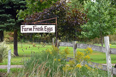Selling with In-person Payment: Farm Fresh Eggs
