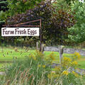 Selling with In-person Payment: Farm Fresh Eggs