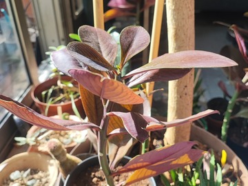 Sales: Vente rare. synadenium grantii rubia.