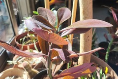 Sales: Vente rare. synadenium grantii rubia.