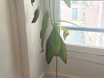 Giving away: Plante d'avocat