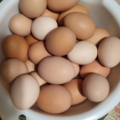 Selling with online payment: Organic chicken eggs