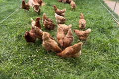 Selling with In-person Payment: Pasture raised free range non gmo feed 