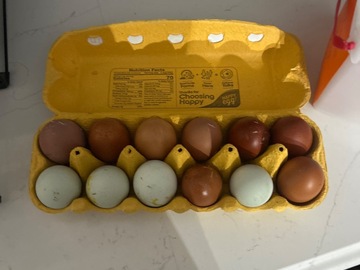 Selling with In-person Payment: Marx family farm brown and blue eggs