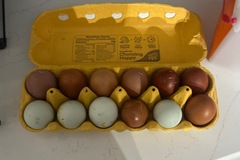 Selling with In-person Payment: Marx family farm brown and blue eggs
