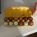 Selling with In-person Payment: Marx family farm brown and blue eggs