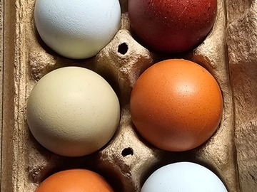 Selling with In-person Payment: Free range chicken eggs