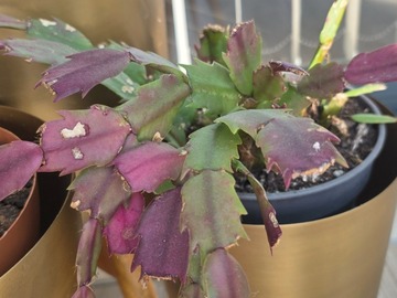 Vente: Cactus de noel