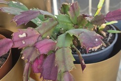 Sales: Cactus de noel