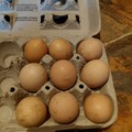 Selling with online payment: Chicken Eggs   (all different colors)