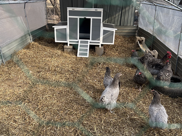 Selling with online payment: Chicken Eggs   (all different colors)