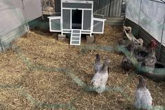 Selling with online payment: Chicken Eggs   (all different colors)