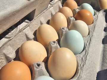 Selling with In-person Payment: Eggs FREE RANGE / ORGANIC-FED