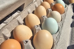 Selling with In-person Payment: Eggs FREE RANGE / ORGANIC-FED