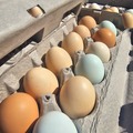 Selling with In-person Payment: Eggs FREE RANGE / ORGANIC-FED