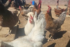 Selling with In-person Payment: Eggs FREE RANGE / ORGANIC-FED