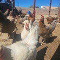 Selling with In-person Payment: Eggs FREE RANGE / ORGANIC-FED
