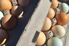 Selling with In-person Payment: Eggs FREE RANGE / ORGANIC-FED
