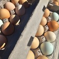 Selling with In-person Payment: Eggs FREE RANGE / ORGANIC-FED
