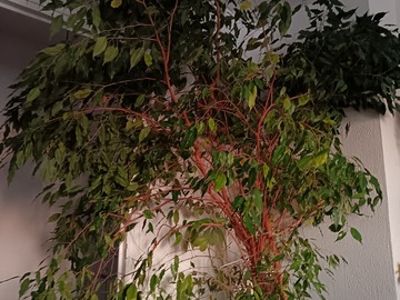 Vente: Ficus de grande taille