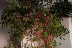 Vente: Ficus de grande taille