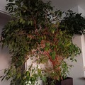 Vente: Ficus de grande taille