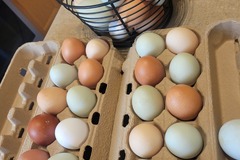 Selling with In-person Payment: Organic Colored Eggs 