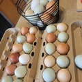 Selling with In-person Payment: Organic Colored Eggs 