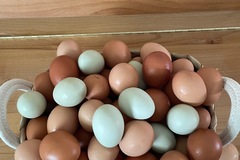 Selling with In-person Payment: Eggs from pasture, raised chickens