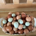 Selling with In-person Payment: Eggs from pasture, raised chickens