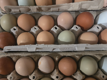 Selling with In-person Payment: Farm Fresh Eggs $4/Dozen 