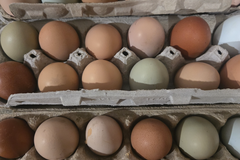 Selling with In-person Payment: Farm Fresh Eggs $4/Dozen 