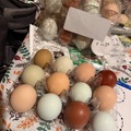 Selling with In-person Payment: Farm fresh eggs