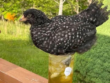 Selling with online payment: Stunning Barnyard Mix Hatching Eggs